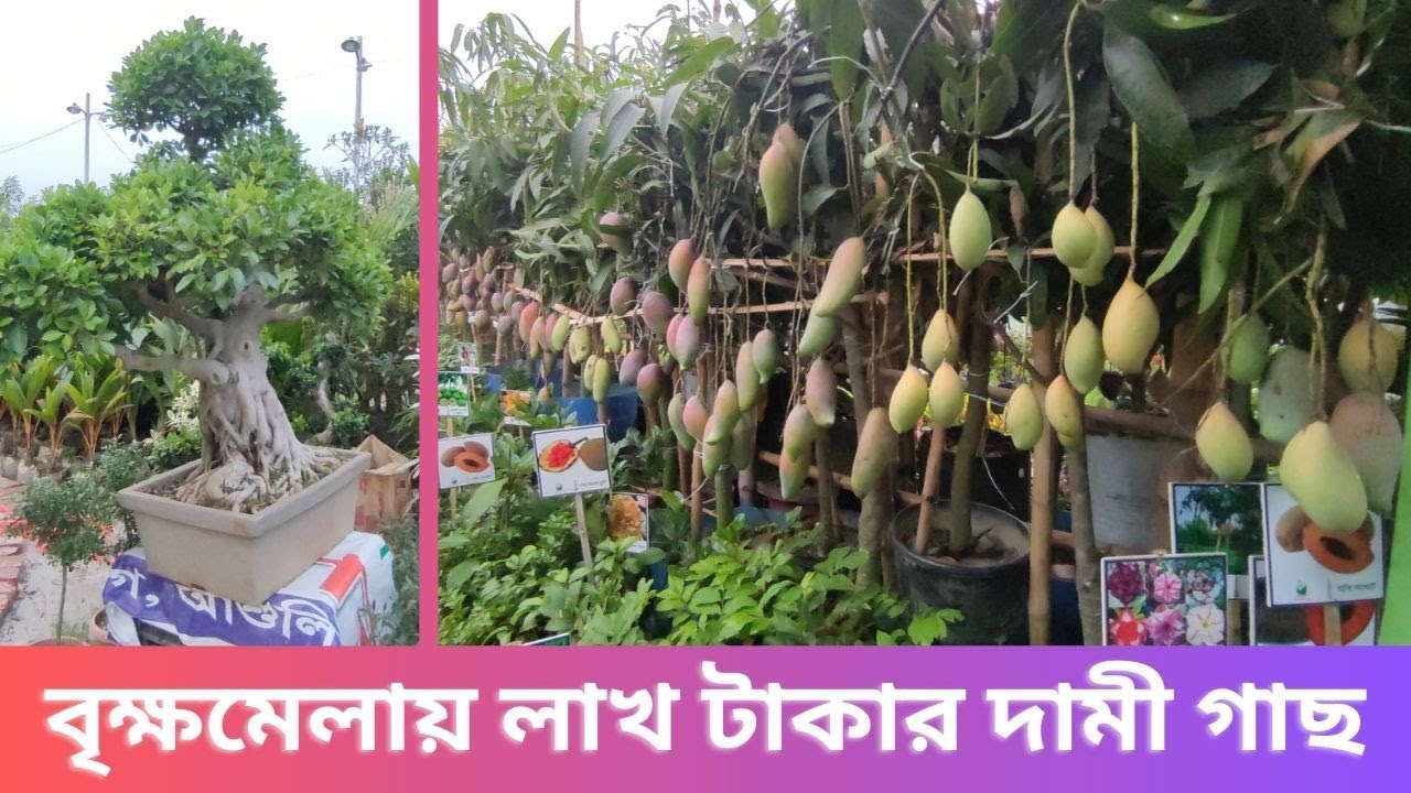 বৃক্ষমেলায় বনসাই, আঙ্গুর, খেজুর, পার্সিমন গাছের দাম শুনলে অবাক হবেন ।। National Tree Fair 2024 Dhaka