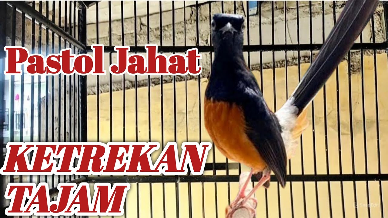 Suara ketrekan murai batu PASTOL emosi, pancingan jahat bikin murai  naik fighter