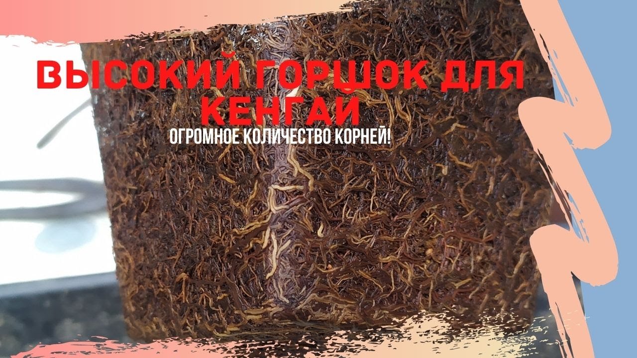 Когда пересаживать бонсай в горшок для кенгай? Чем горшки для кенгай отличаются от обычных горшков?