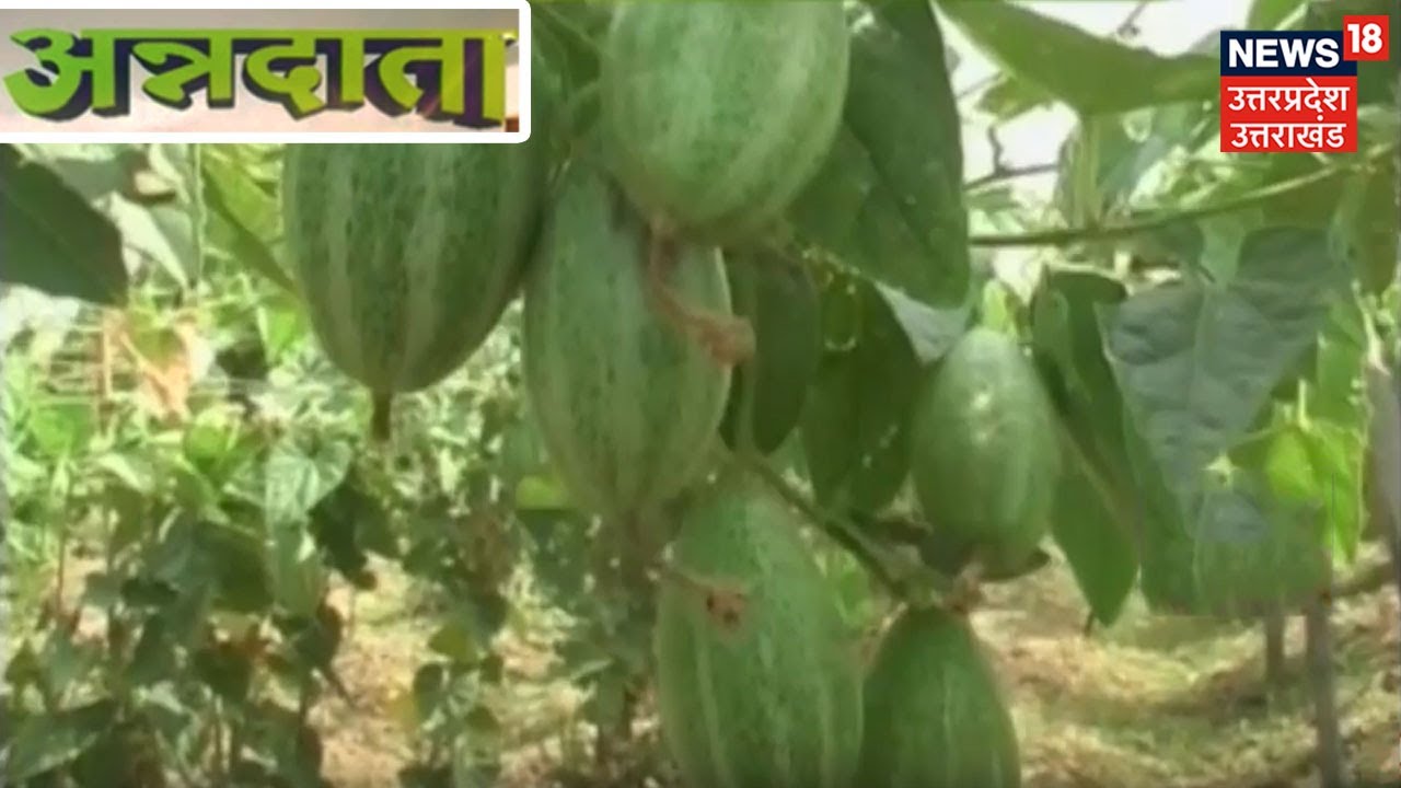 ANNADATA | परवल की फसल में लगने वाले हानिकारक कीट-रोग