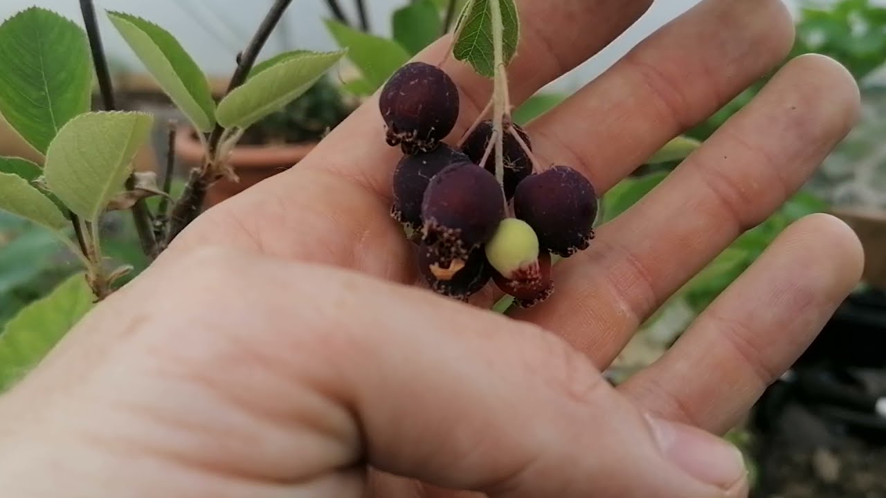 Saskatoon Berries - Taste Test 1