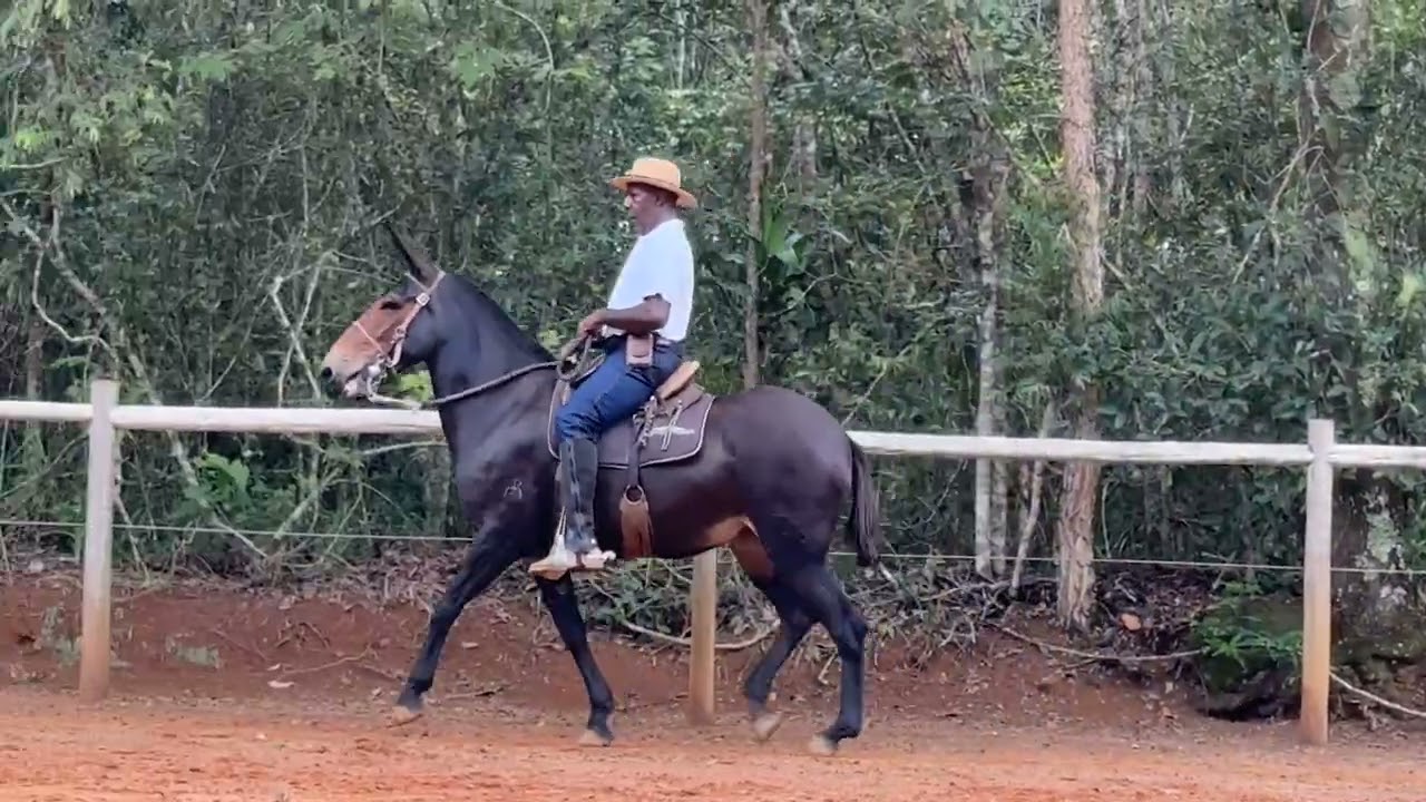 LOTE 11 ÓPERA DA LAGOA