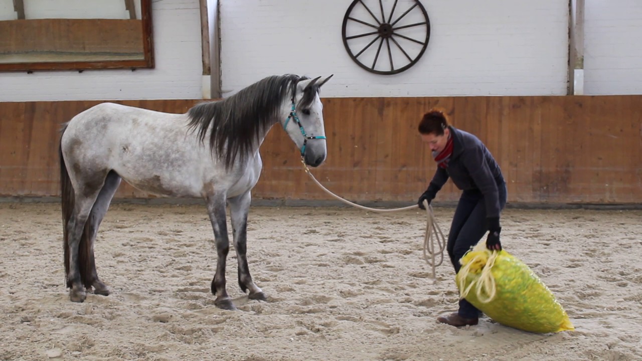 Mustang Makeover - 90 Tage mit einem Mustang (2)