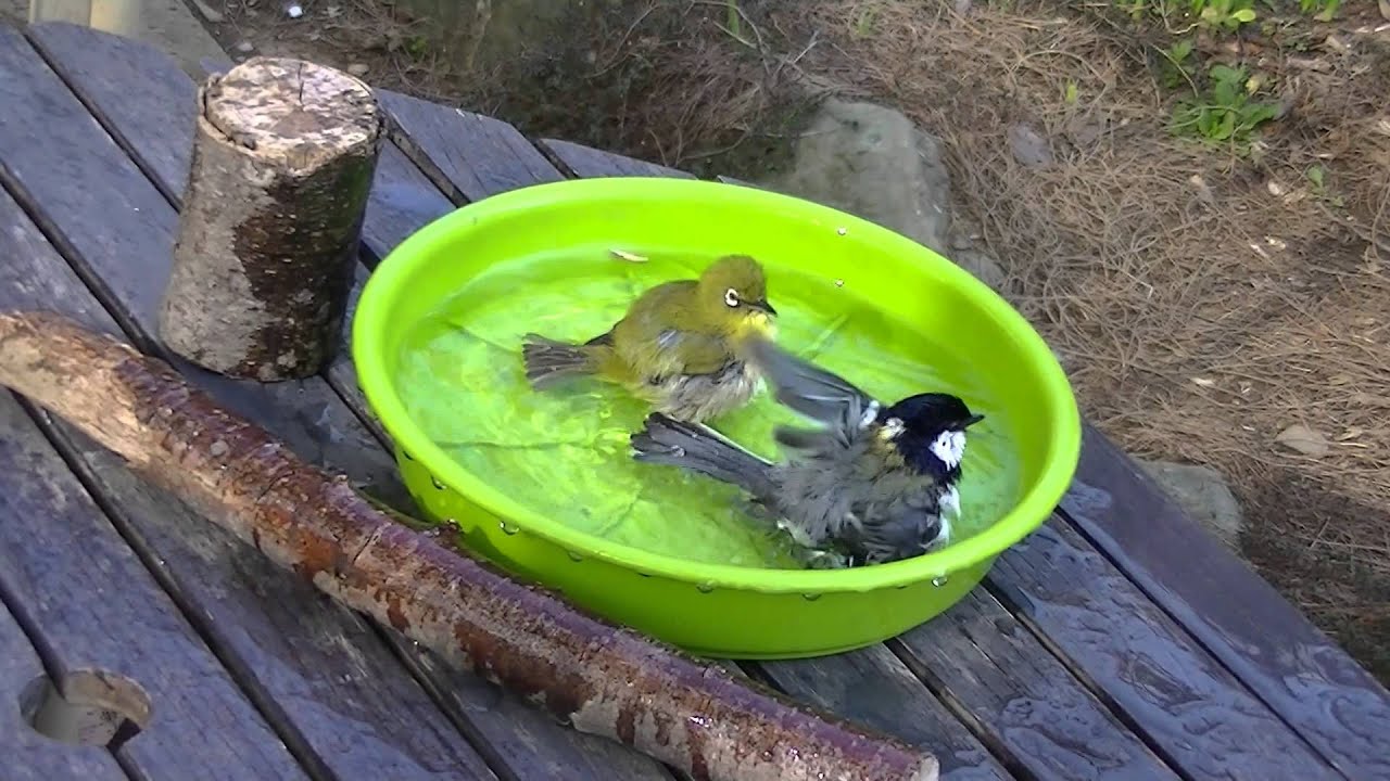 メジロ＆シジュウカラの水浴び！