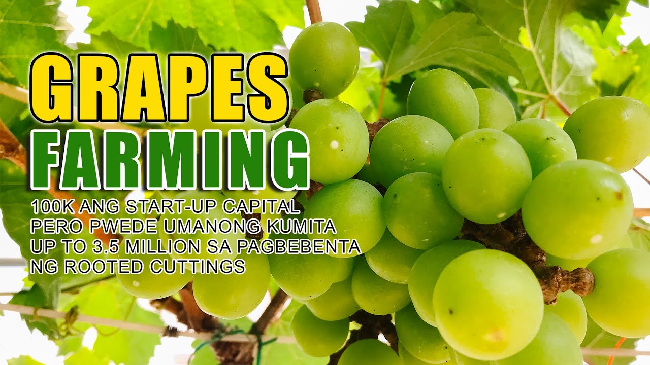 BEST GRAPES FARMING | 100K START-UP CAPITAL PERO PWEDENG KUMITA UP TO 3.5M SA PAGBEBENTA NG CUTTINGS