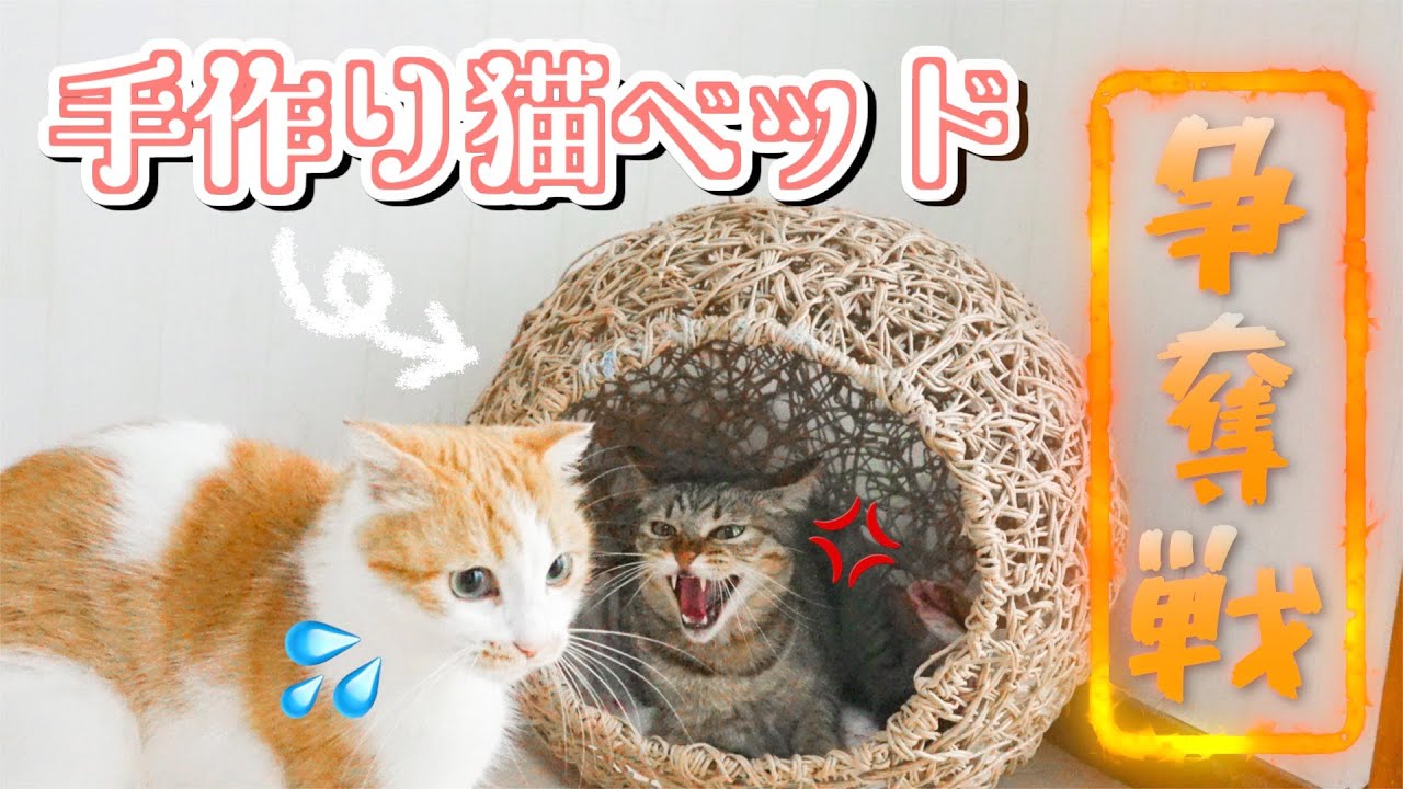 猫たちのために丸型ベッドを作ったら争奪戦になってしまった。