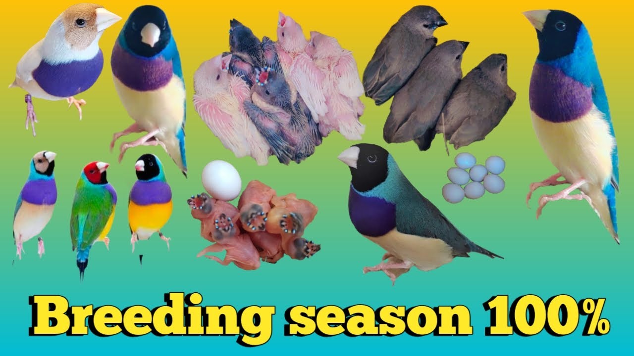 Gouldian finch breeding season #exoticfinches #gouldianfinch #finch #birdslover #finches #birds