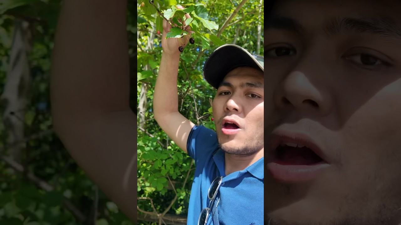 Nemu spot buah cherry liar di Inggris #dailyvlog #cherry #hidupdiinggris #fruit #buah #buahliar