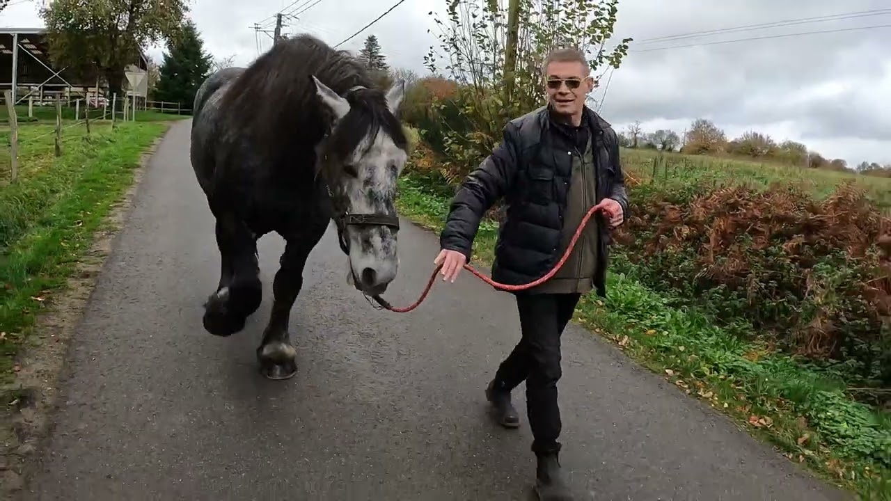 Les percherons Kapriss Kemo