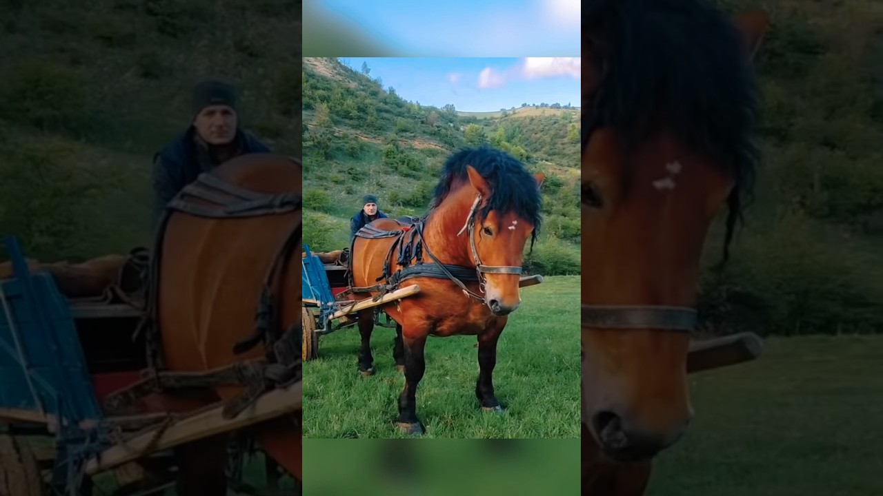 World's Strongest Horse