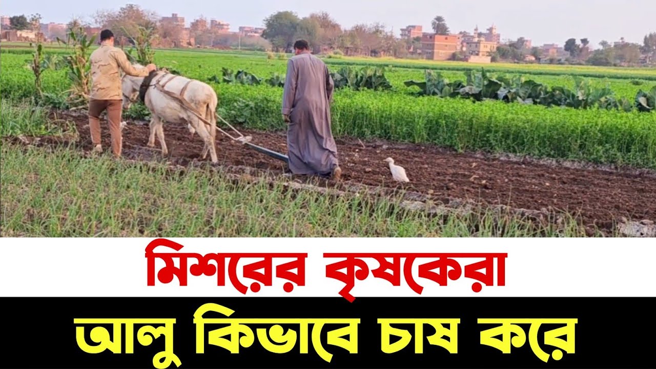 মিশরে কৃষকরা আলু কিভাবে চাষ করে