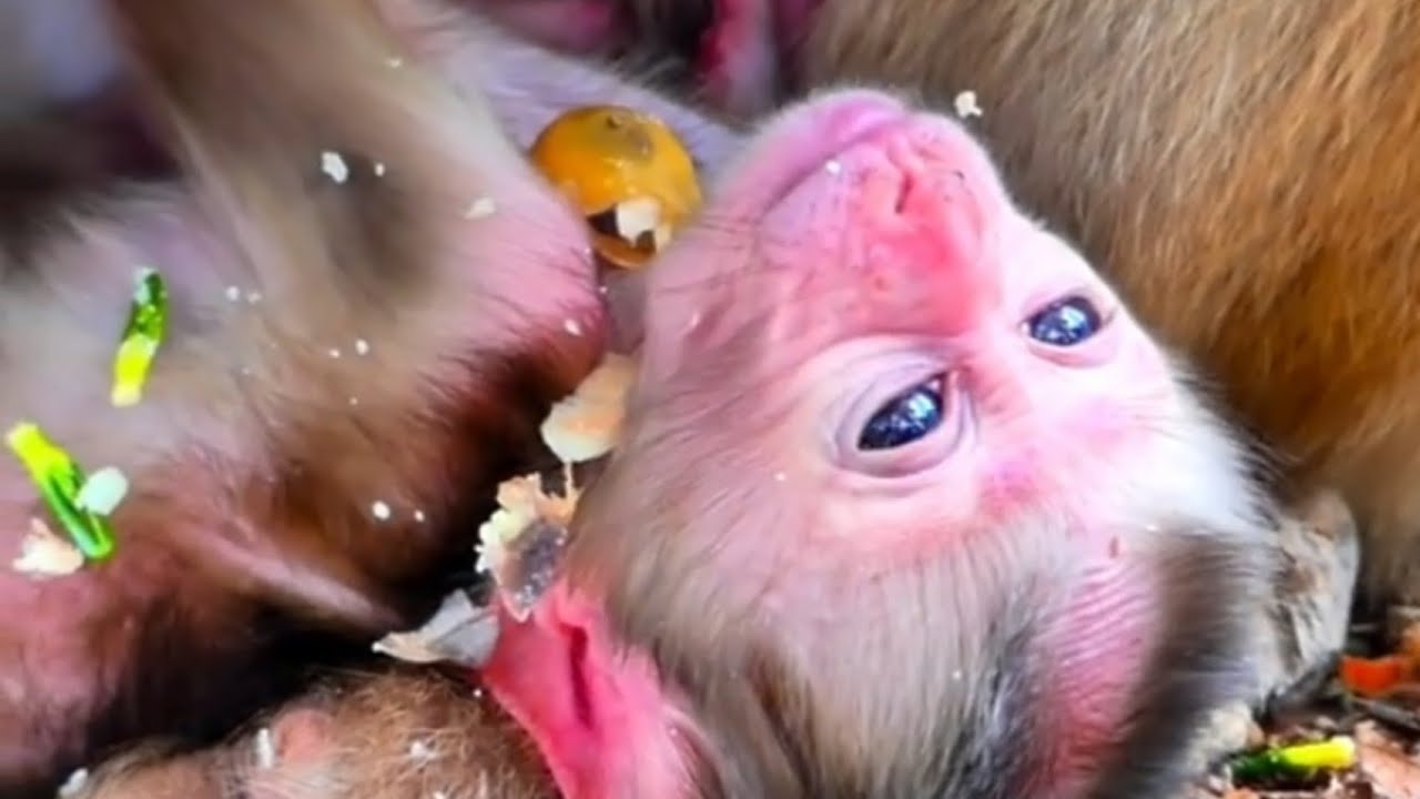 Baby monkey very weak young mom doesn&rsquo;t feed enough milk to baby help us | Pet Planet | BBC Earth