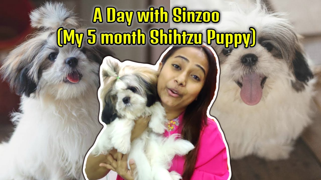 A day with Sinzoo || My 5 month old #Shihtzu Puppy🧡
