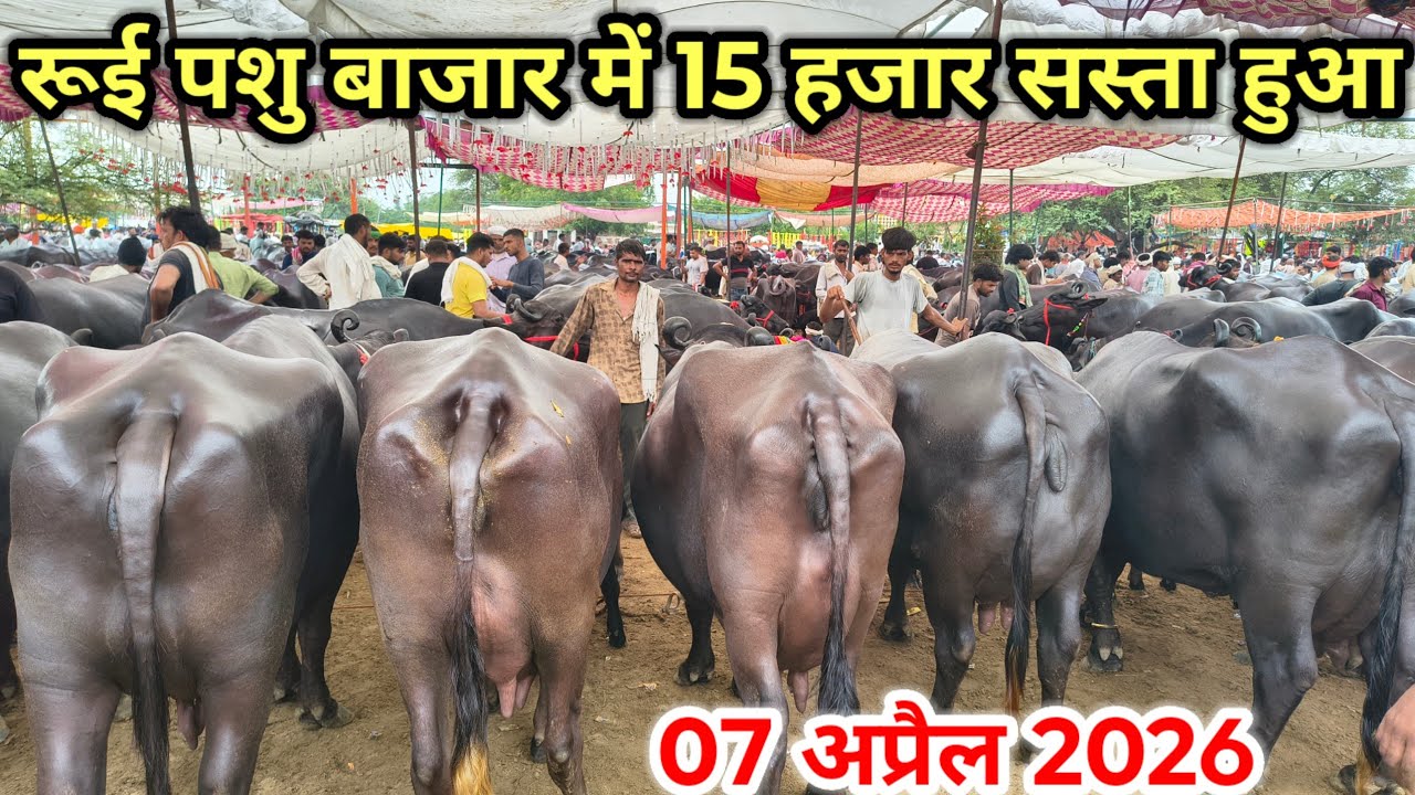 रूई पशु बाजार में आज 15 हजार रुपए सस्ता हुआ ll 7 जुलाई 2026 ll rui buffalo market ll rui pashu mandi