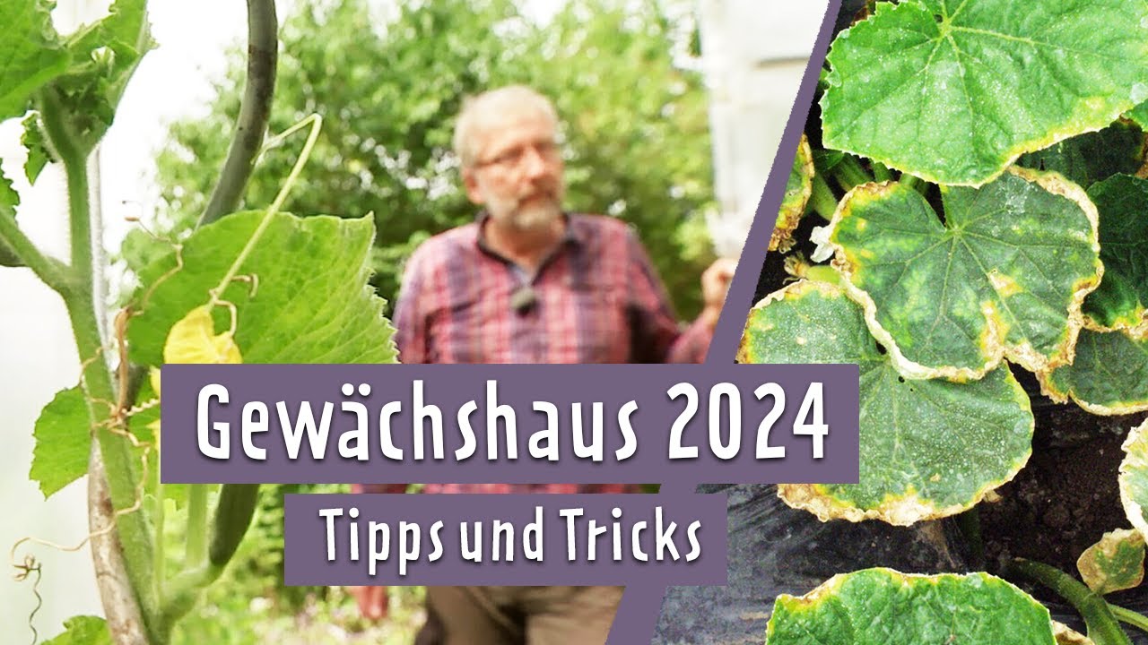 Gew&auml;chshaus 2024: Falschen Mehltau an Gurken behandeln | MDR Garten