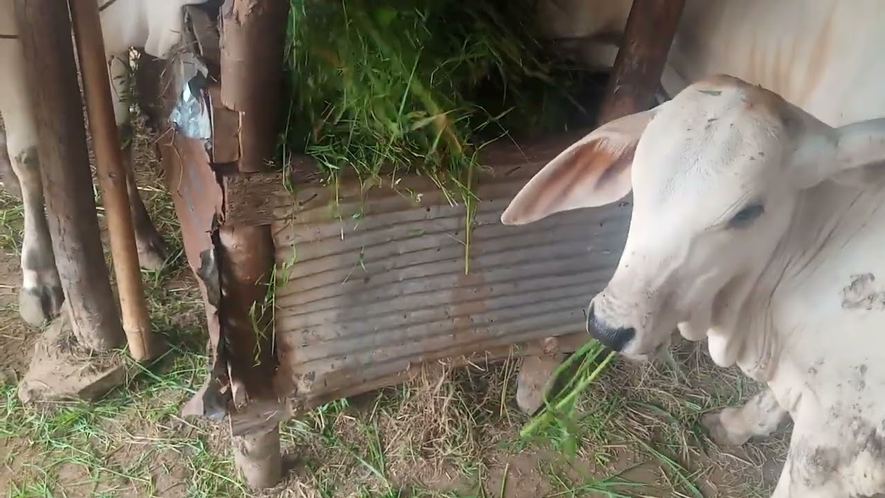 Cows