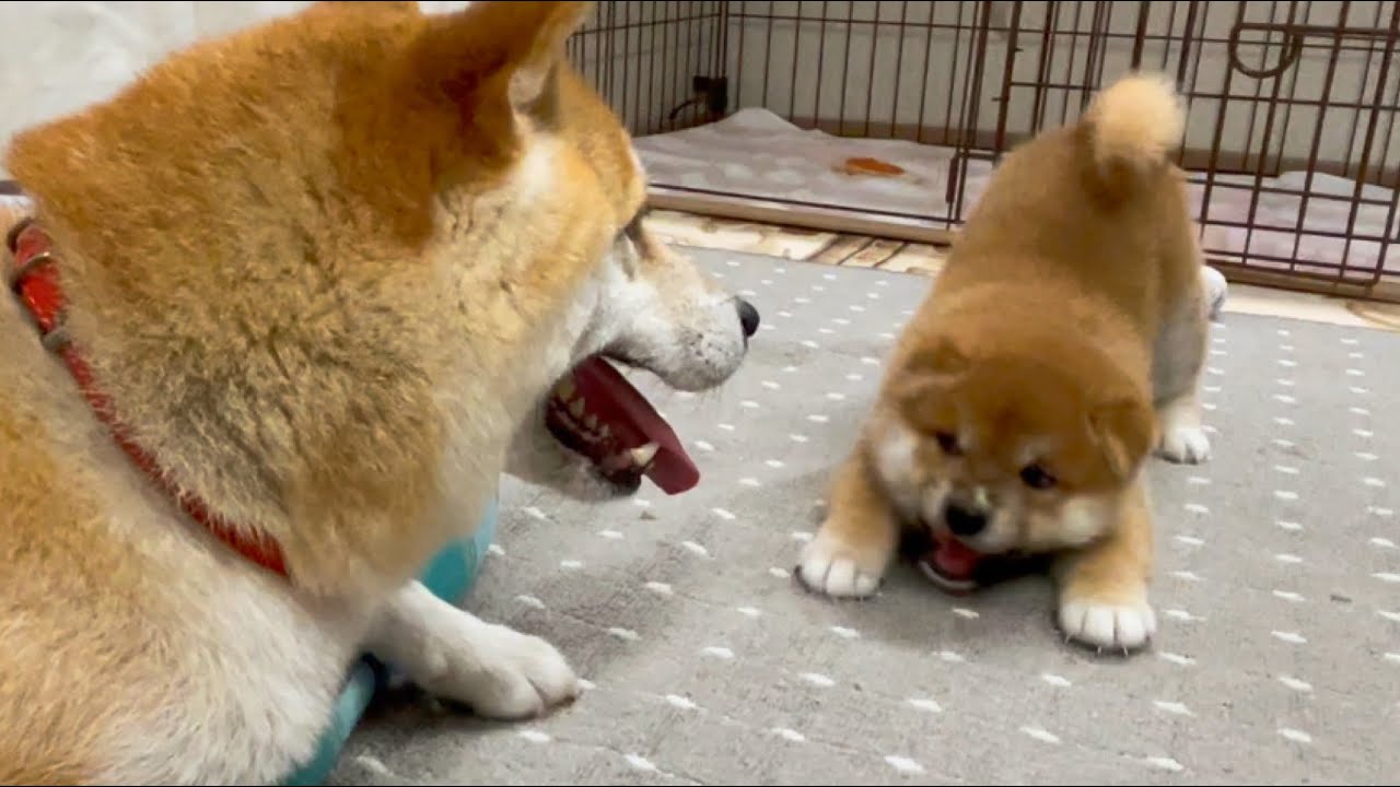 柴犬親子のプレイバウ合戦が子犬の逃げ足が速くて平和過ぎて微笑ましいw