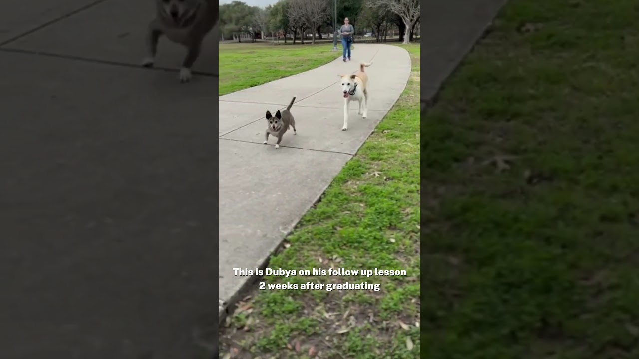 Lodge & Learn Dog Training in Houston, TX #dogtrainingtips