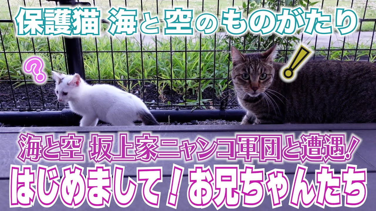 保護猫・海と空のものがたり①　〜坂上家の兄弟たちとの出会い〜