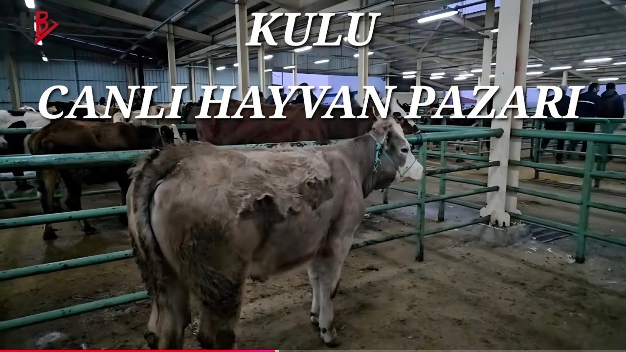 KULU HAYVAN PAZARI, KURBANLIK FİYATLARI, 23 OCAK 2026