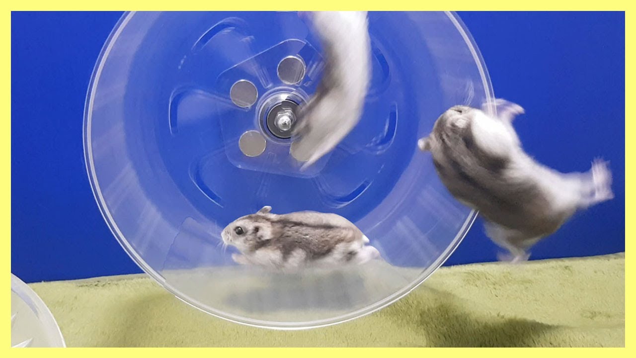 햄스터가 쳇바퀴를 전속력으로 달리면 생기는 일  Hamster accident and grazing 햄스터 방목