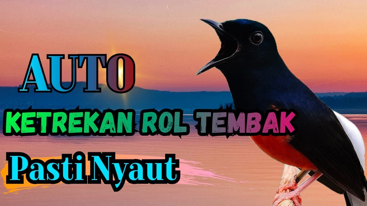 PUNCAK EMOSI | KETREKAN PAGI SORE MURAI BATU AMPUH BUAT PANCINGAN AGAR MURAI BATU MACET MAU BUNYI