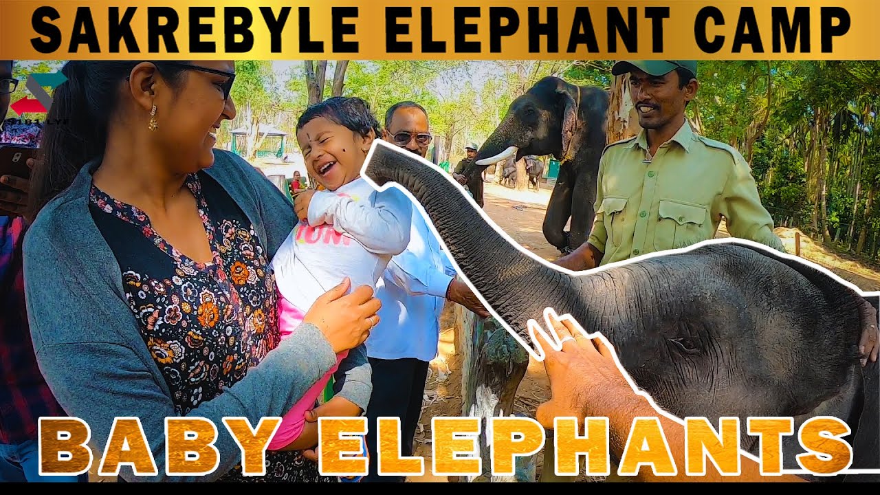 A day in SAKREBYLE ELEPHANT CAMP || SHIVMOGA || KARNATAKA || LOVE ANIMALS