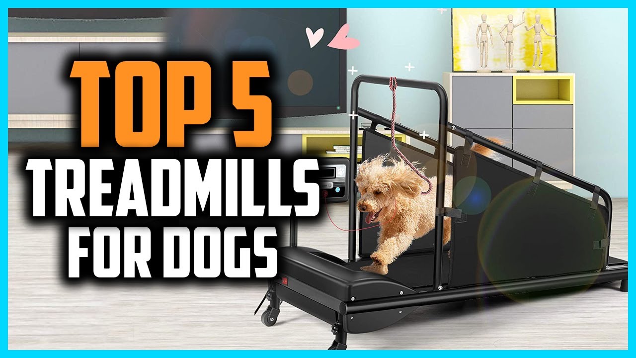 ✅Top 5 Best Treadmills for Dogs in 2024