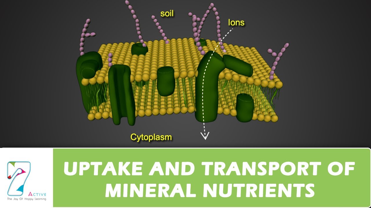 UPTAKE AND TRANSPORT OF MINERAL NUTRIENTS