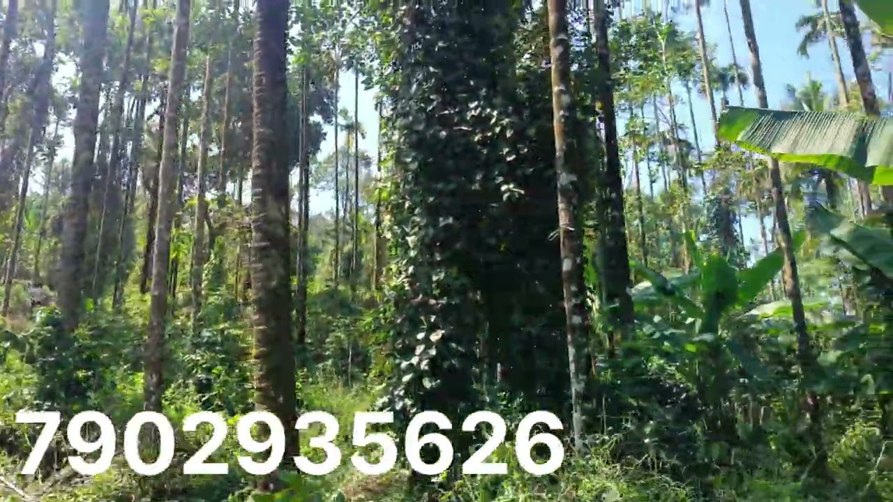 2.5ഏക്കർ സ്ഥലം വിൽപ്പനയ്ക്ക് 