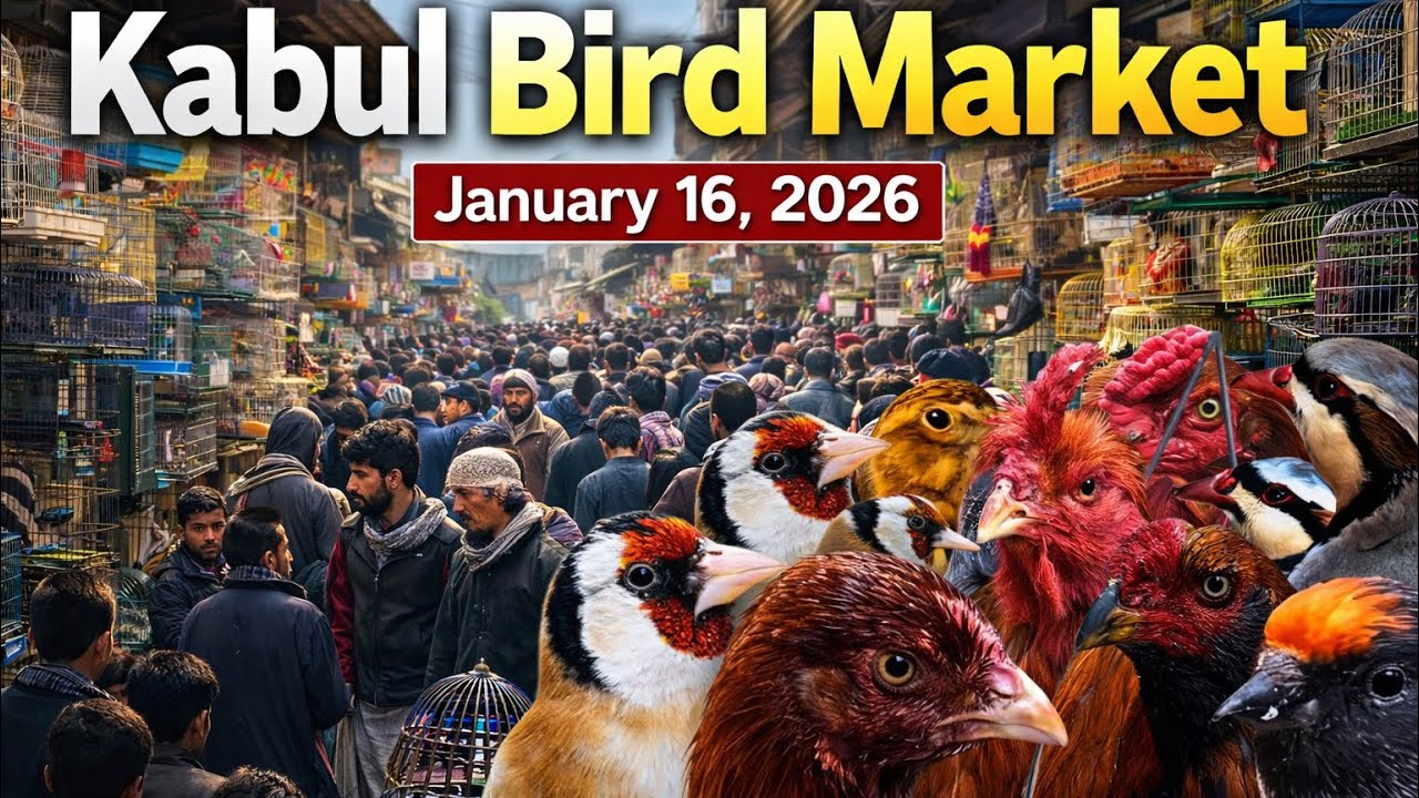 	Inside Kabul’s Most Fascinating Bird Market | Rare Birds You’ve Never Seen