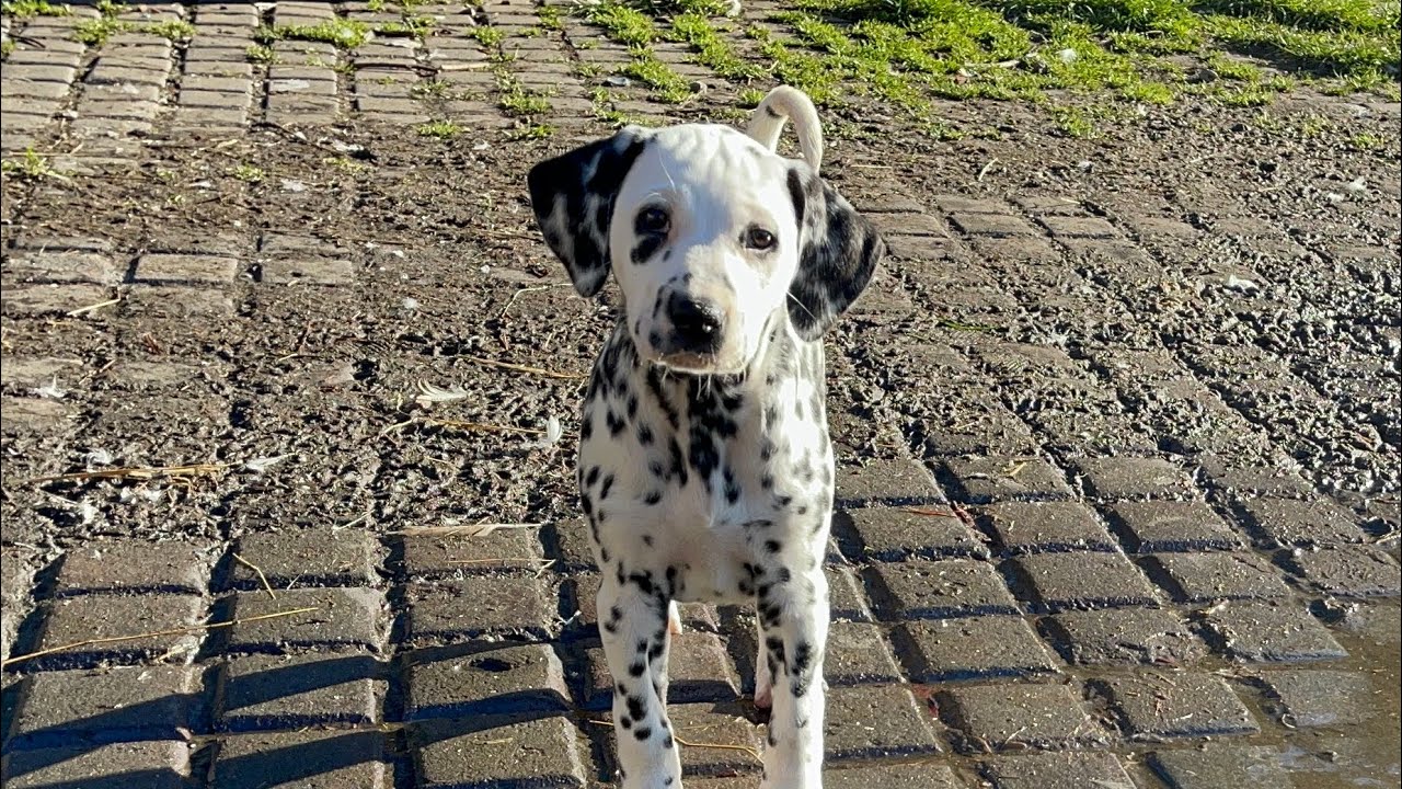 Last day with Jude’s pups