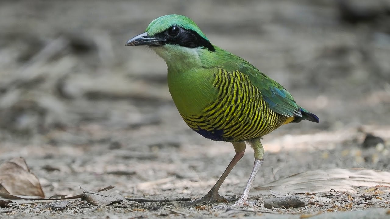 Birding Vietnam 2025 Second Part