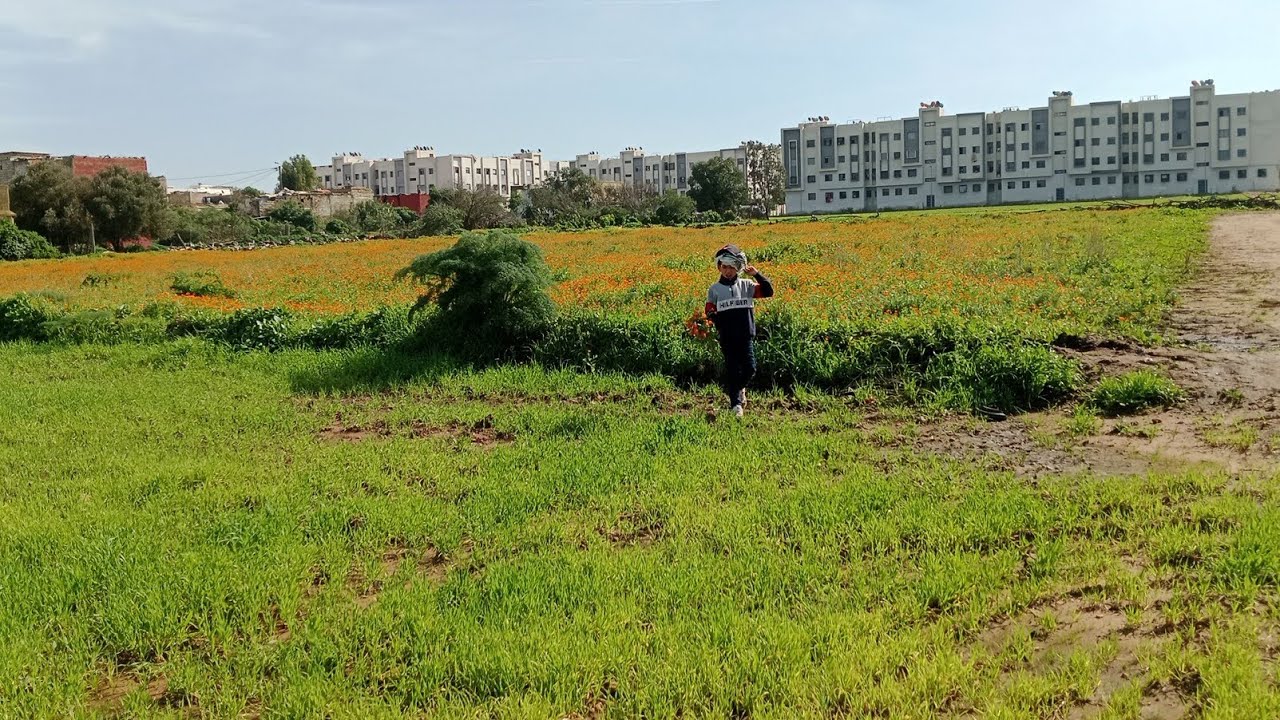 اليوم مشمس اتنزه فوسط الطبيعة الورود اليوم يشبه لي فصل الربيع