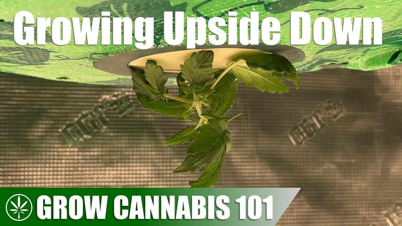 Growing Cannabis Upside Down (Topsy Turvy)