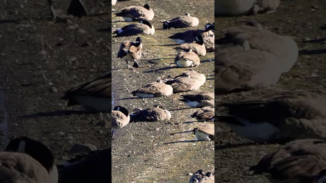 A large flock of Canada Geese at Arlington Reservoir #shorts