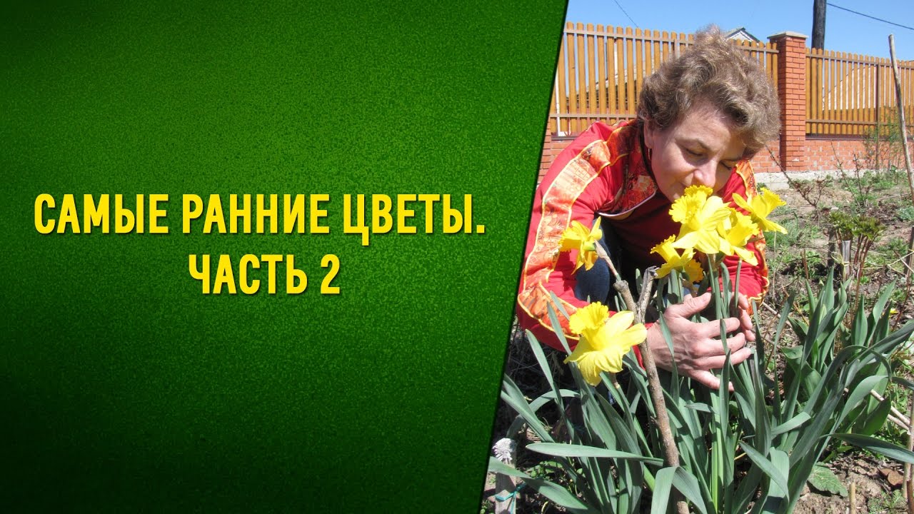 Самые ранние цветы  Часть 2
