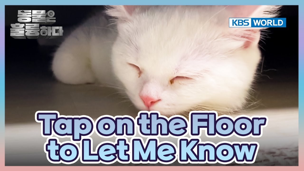 Is My Deaf Cat Santa Happy?🙄 [Animals Are Incredible : EP.11-3] | KBS WORLD TV 250312