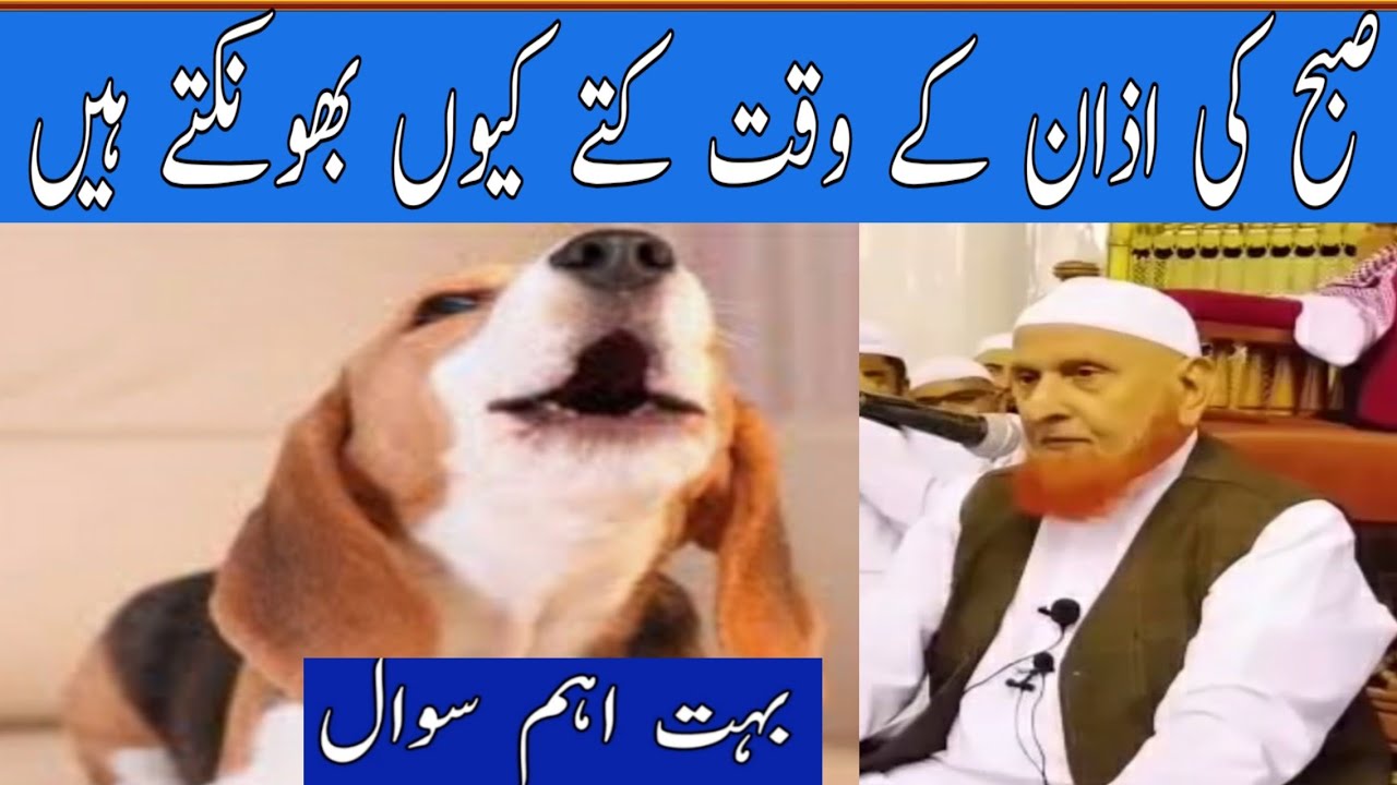 صبح کی اذان کے وقت کتے کیوں بھونکتے ہیں/مولانا مکی الحجازی/مدینہ درس/Madina Dars