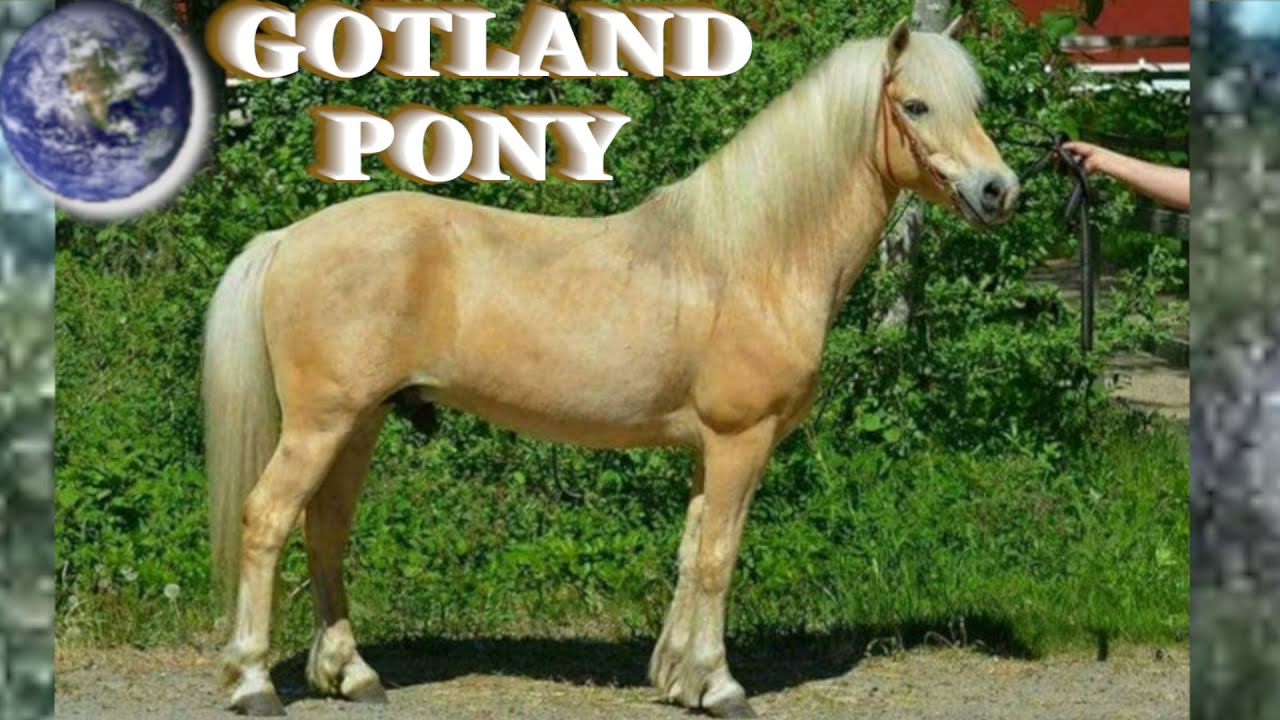 TOP Beautiful Gotland Pony in the World!
