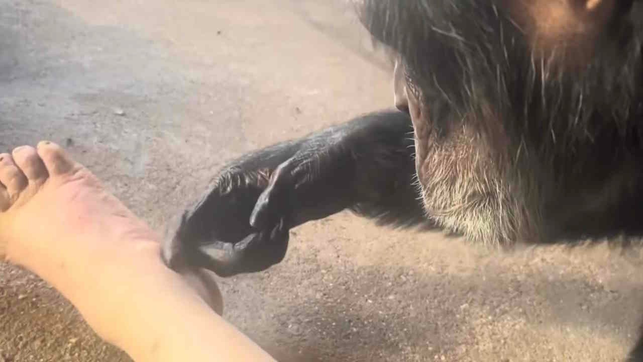 Chimpanzee Grooms Woman's Foot & Leg