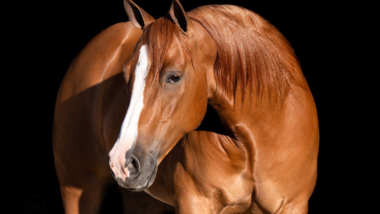 pip selling on @horsebid.com