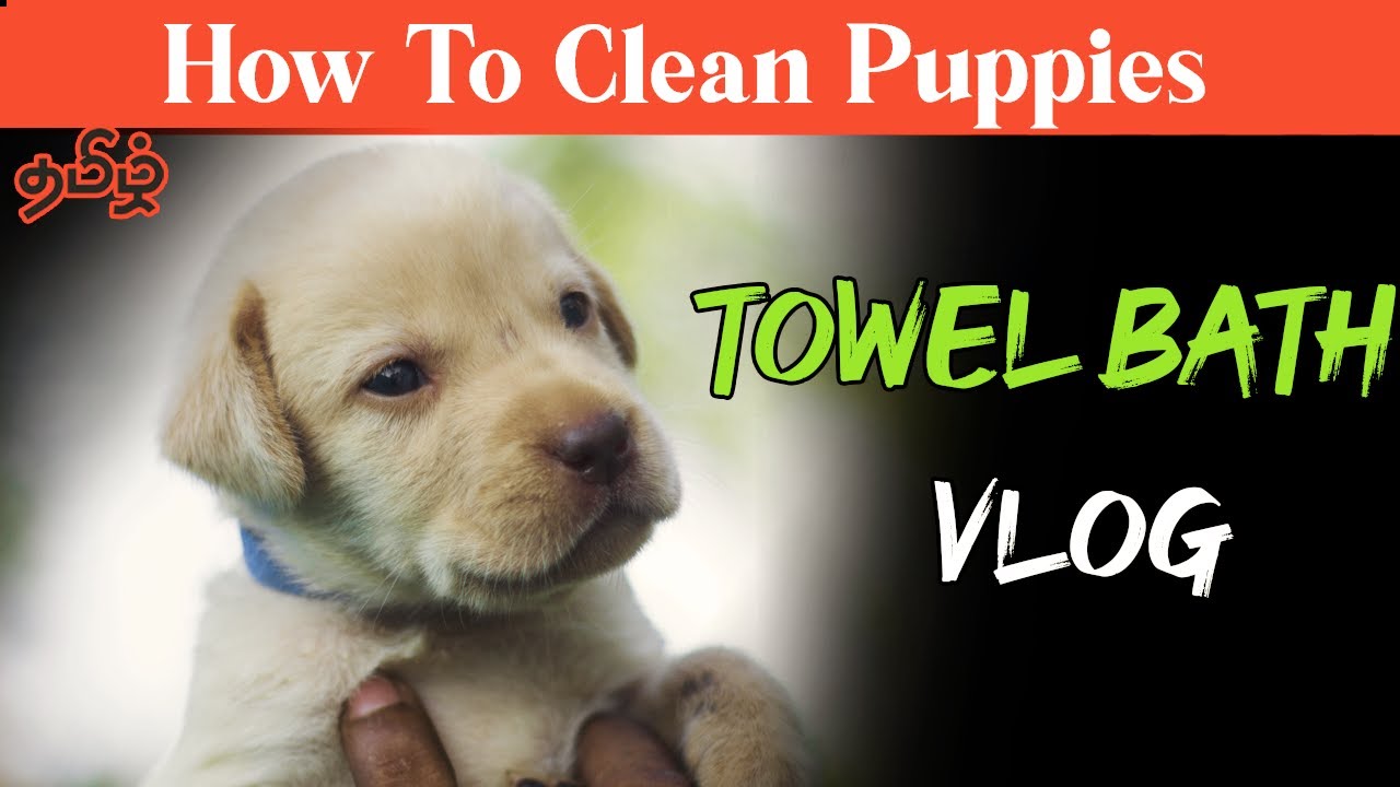 Towel Bathing  Puppies Vlog - Tamil