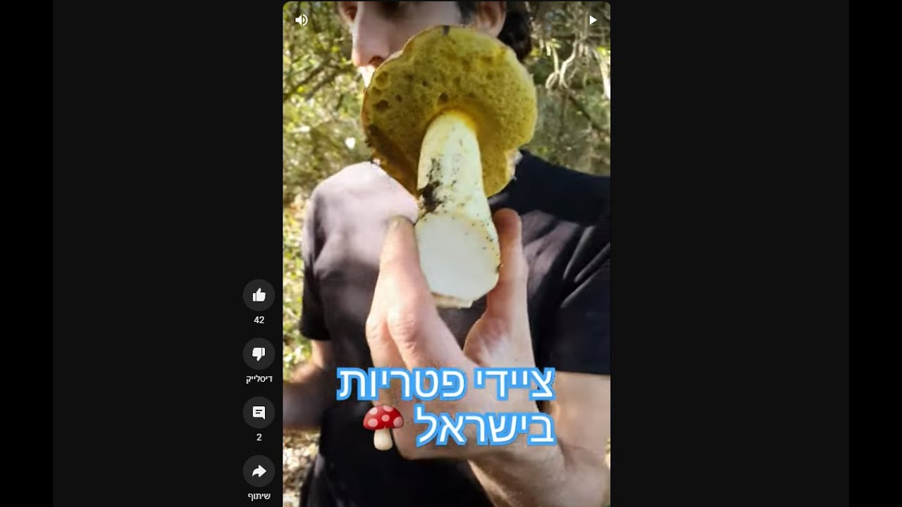 ציידי פטריות - ליקוט פטריות בישראל סדנא כמו שלא ראיתם עד היום - חלק א