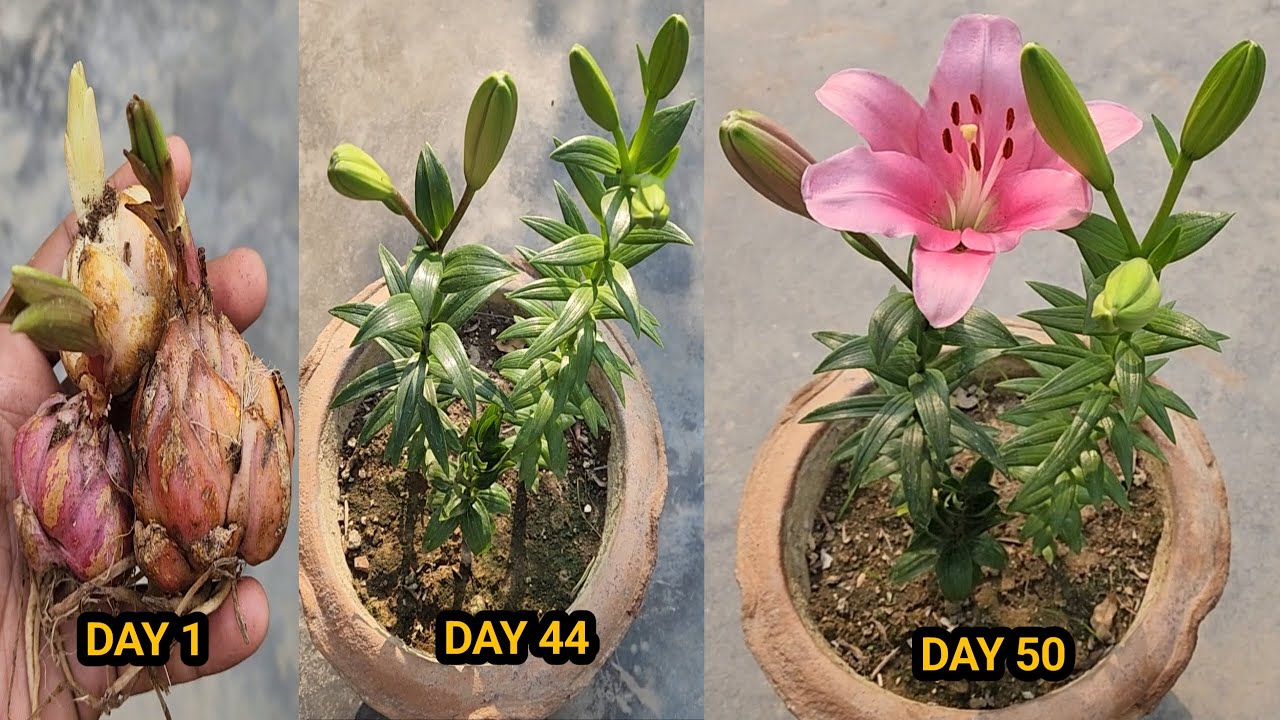 How to grow & care Asiatic lily from bulb/Lilium bulb grow with Update