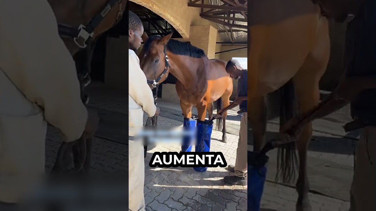 Lo que les hacen a los caballos que valen millones despu&eacute;s de correr