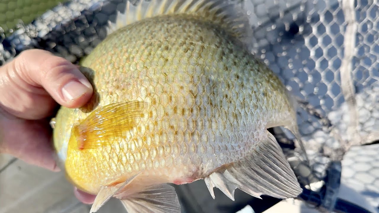 Fishing for GIANT Fall Panfish! - You HAVE TO SEE this MONSTER BLUEGILL!!!