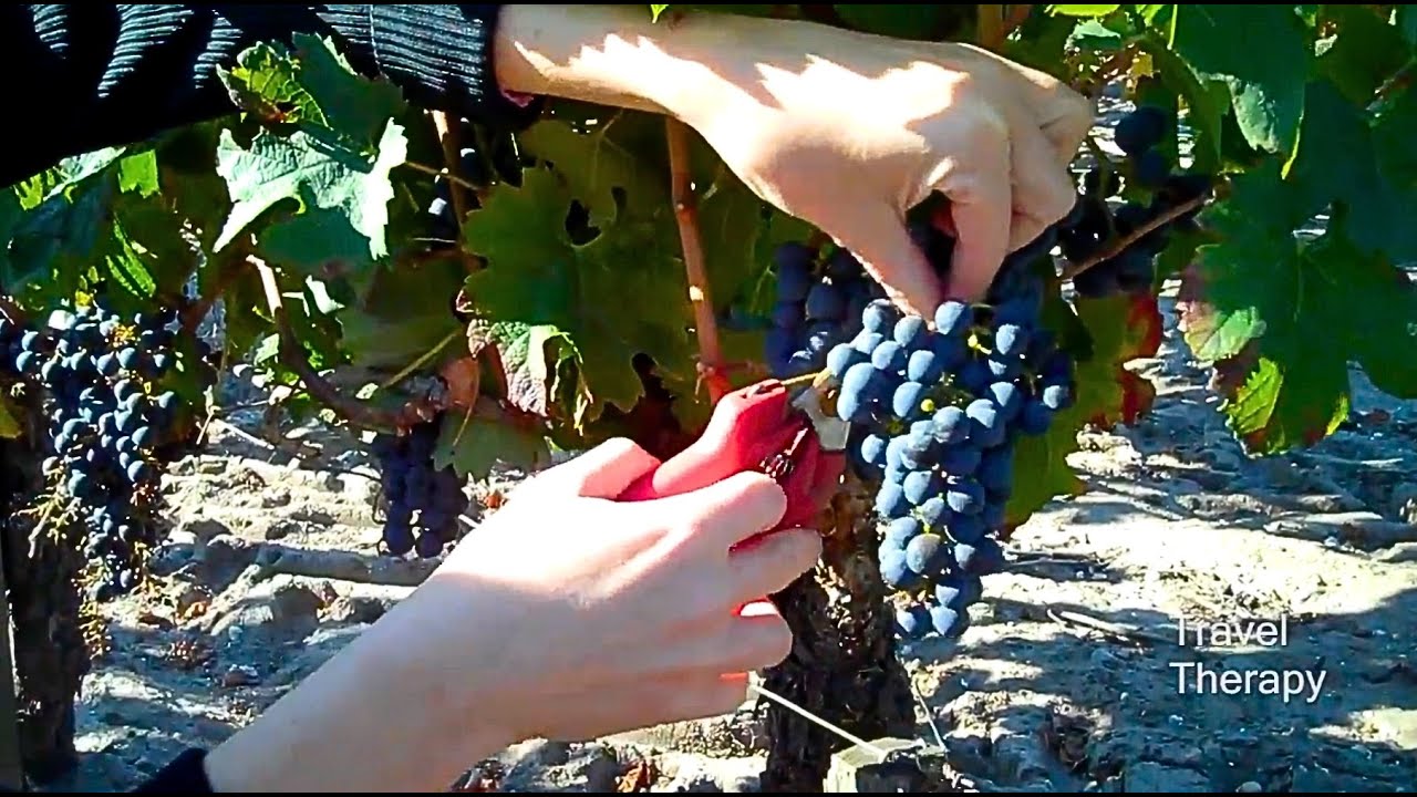 🔥 Winemaking Vacations in Bordeaux, France's Aquitaine Region | TRAVEL THERAPY with Karen Schaler