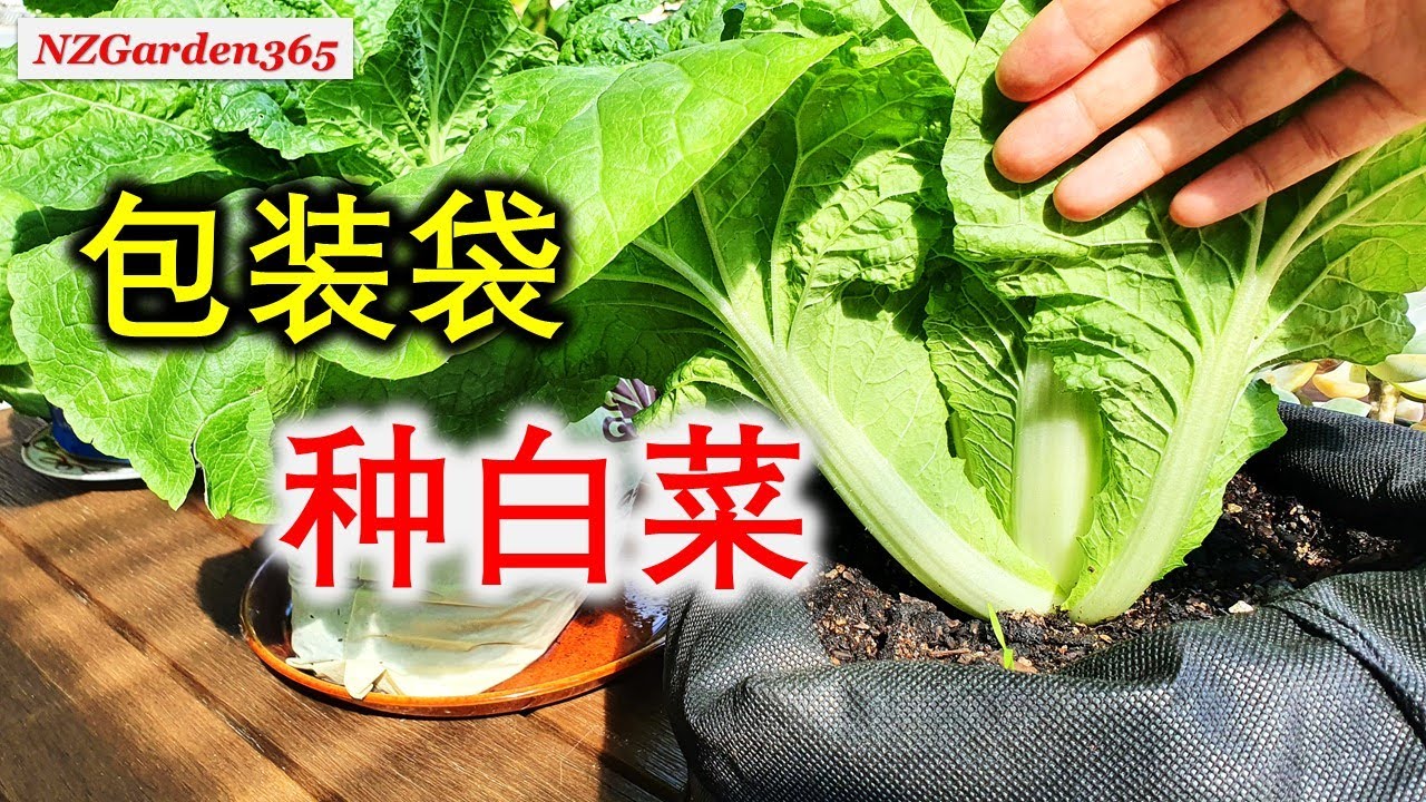 【种白菜】用3种不同材料的包装袋，哪一种效果最好？