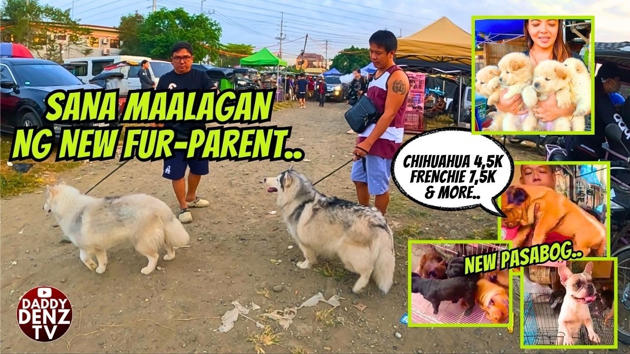 HILING NG MAY EDAD NA OWNER MAALAGAAN SILA.. / MAR. 6, 2026 @BOCAUE PETS & LIVESTOCK MARKET